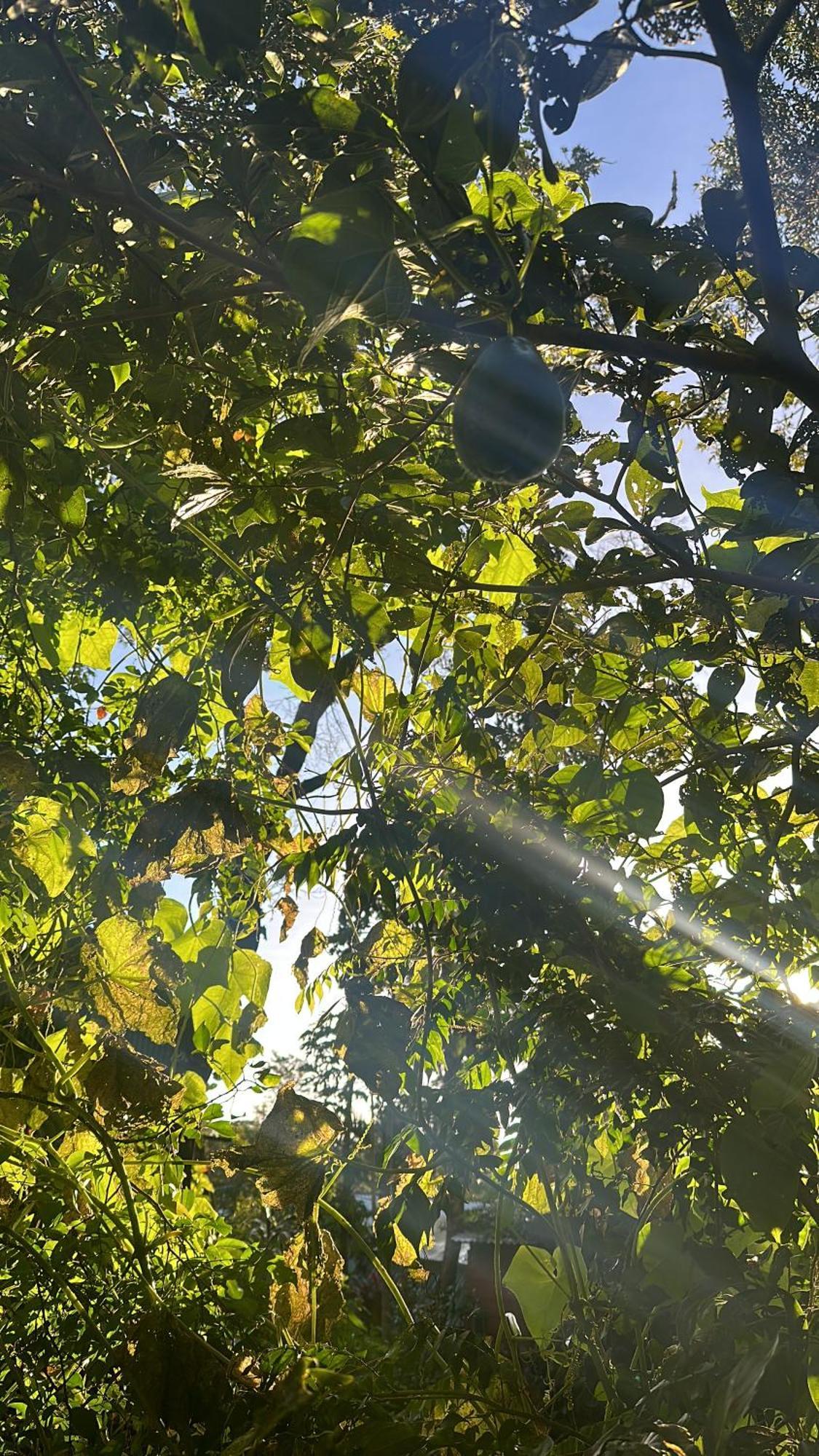 Cabanas Roca Verde Monteverde Ngoại thất bức ảnh