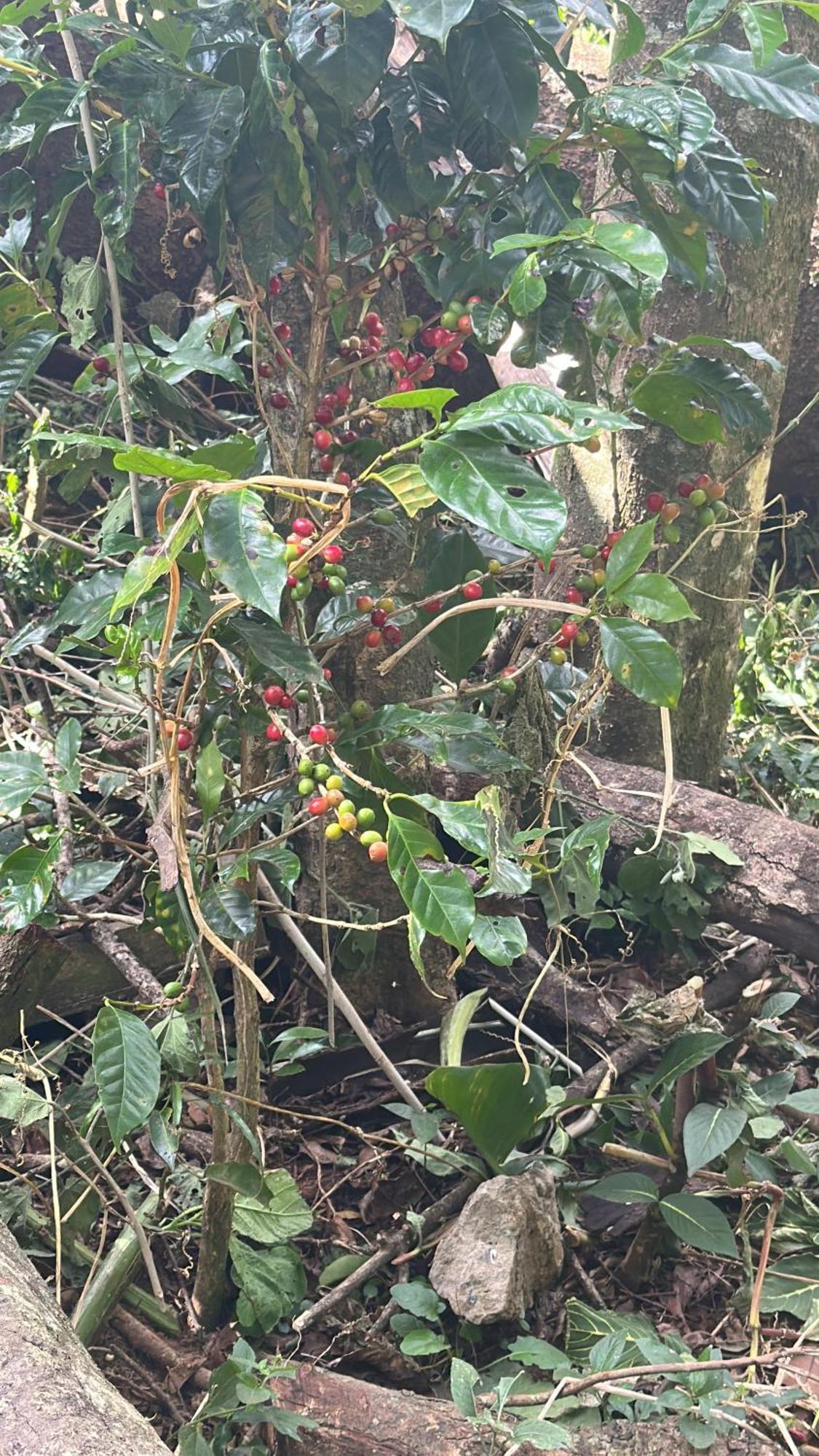 Cabanas Roca Verde Monteverde Ngoại thất bức ảnh